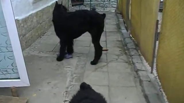 Питомник Роман-Кош. Веня , Моррис, Пальмира