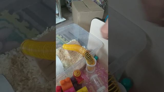 джунгарский хомяк в тоннеле