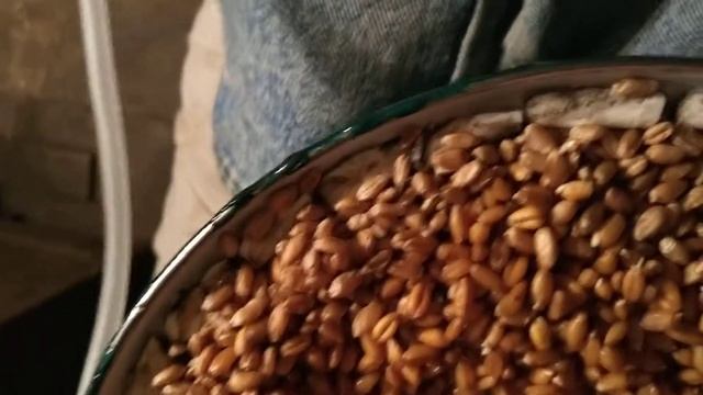 Проращивание пшеницы до витграсса2