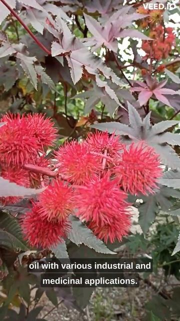 Funny But Dangerous Ricinus #shorts