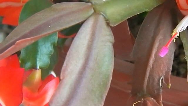 Las Flores De La Santa Rita  Del Balcón En 2015