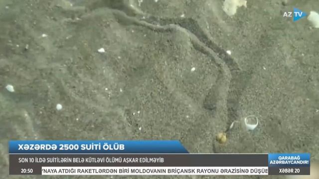 Xəzərin Suitilərinin Kütləvi Tələfatı - Bu, Dənizin Ekosisteminə Ciddi Zərbədir