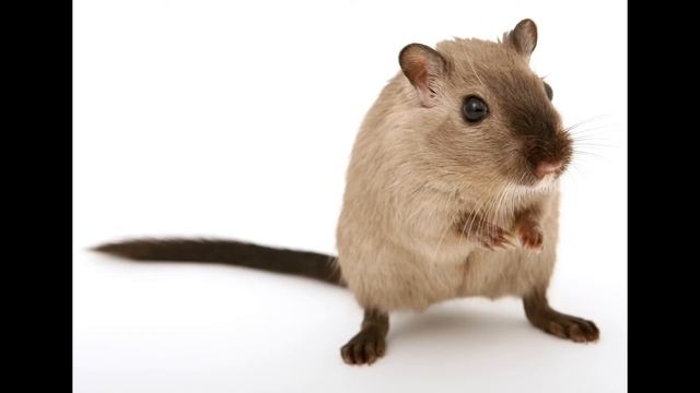 Ультразвук против МЫШЕЙ. Включай повесели мышей