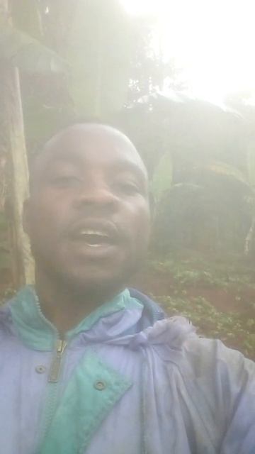 growing plantain with 6months