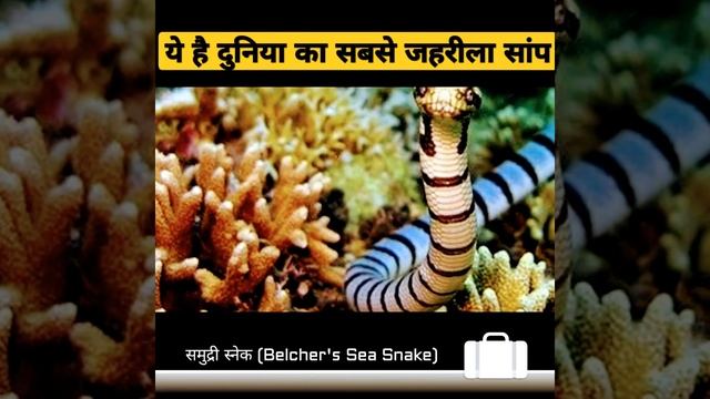 Kya Yeh Hai🤔 🐍❓दुनिया का सबसे जहरीला सांप🤔❓🐍(Belcher's Sea Snake) #Shorts Amazing Facts #Shortvideo