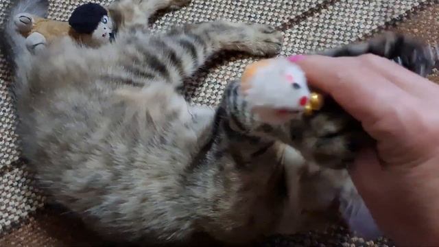 91197669f308eb920cf23ea29aaec26b