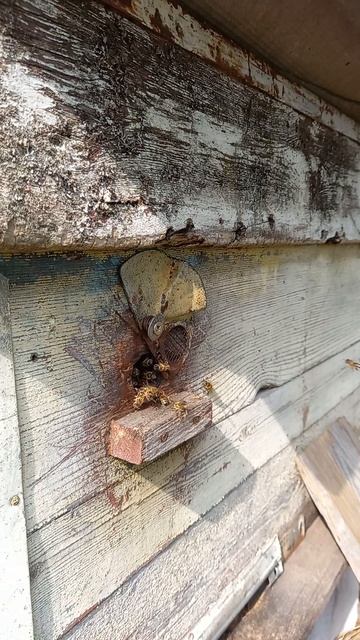 Март пчёлы проснулись вылетели на облёт и трудятся летаю жужат работаю