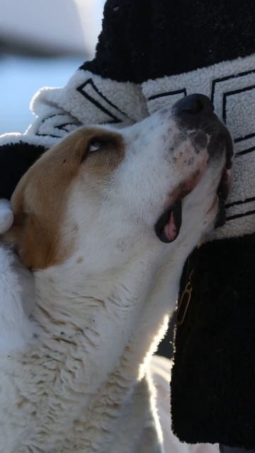 КАЖДЫЙ ВТОРОЙ ОШИБАЕТСЯ...ПРЕДСТАВЛЯЯ АЛАБАЯ МОНСТРОМ ! #собаки #алабай #волкодав