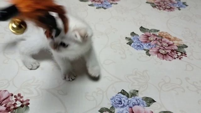 VID20231123133440