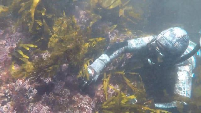 Sea Slug: The California Sea Hare