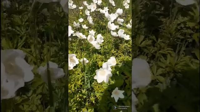 Ветер колышит ветренницу и рудбекию