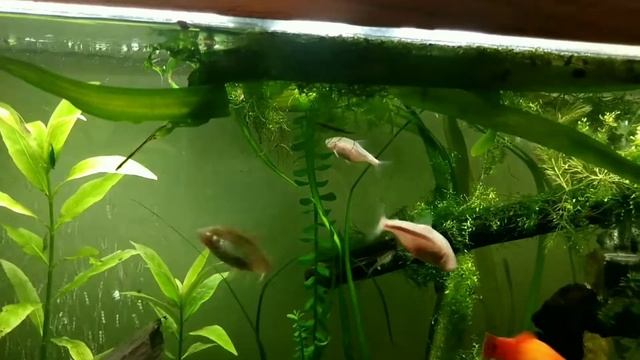 Mexican Tetras Schooling