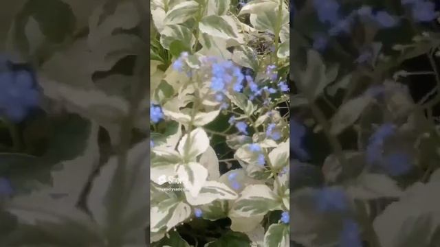 7.05 календарь цветения бруннера, спирея серая. грейфшайм  #garden #flower #plant #дача #nature #са