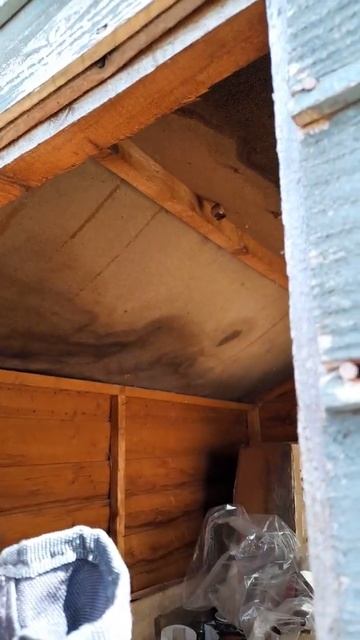 Wasp Attack. I'm A Wimp. #shorts