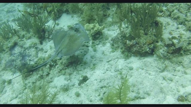 Bahamas Sting Ray