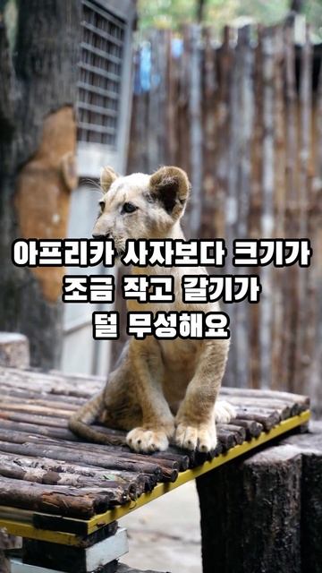 사자의 놀라운 비밀!🦁❗