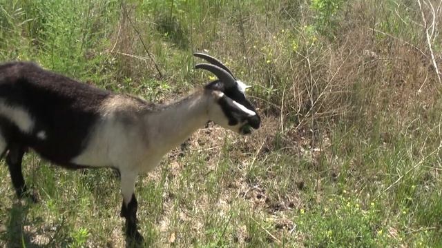 Козы и Овцы курдючные.