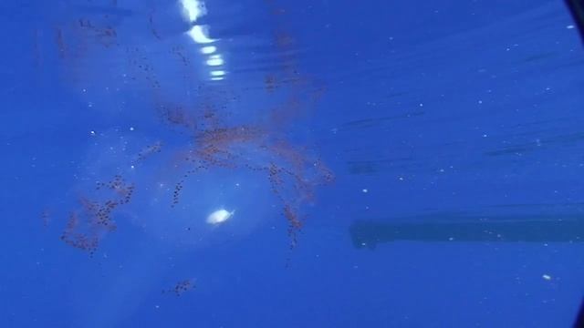SQUID EGG SAC