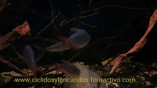 Hydrocynus Vittatus - African Tiger Fish