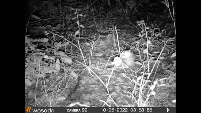 Black Bear Steals My Trail Camera: How And Where Did I Find It?