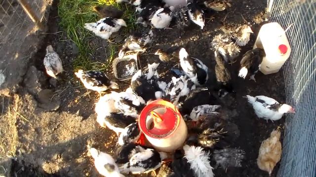 Первый выгул цыплят часть 2