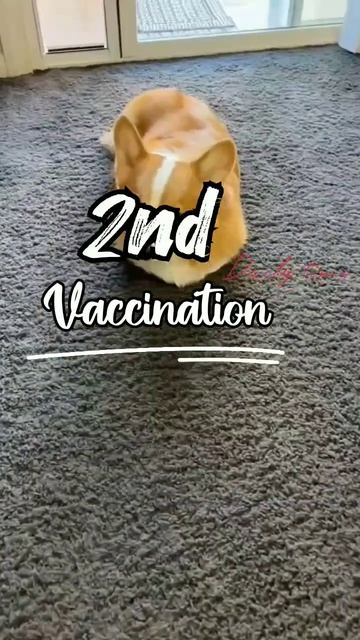 Why Deworming And Vaccination Is Very Important For The Puppy (in Hindi)