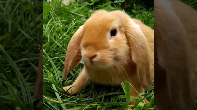 Карликовый кролик Питомник Весна