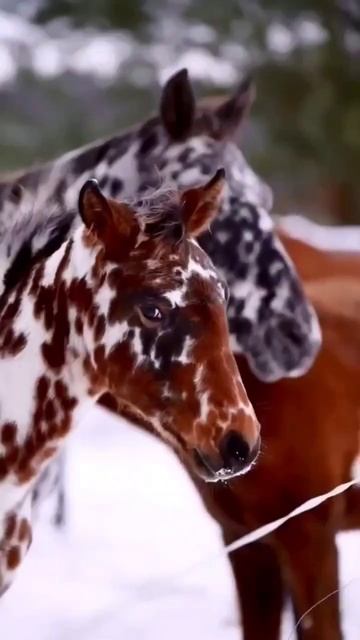 Knabstrup Is A Danish Breed Of Horses With An Unusual Coat Color.