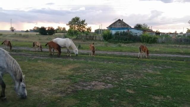 Пришли лошади ко мне и отцу