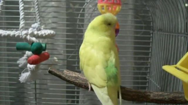 Волнистик Тишка