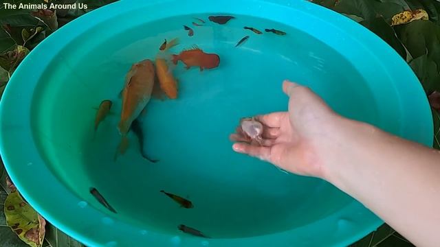 We Launch Into The Aquarium Longfin Zebra Danio