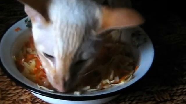 Вегетарианские наклонности сиама Комарика