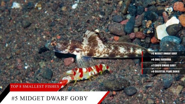 Top 8 Smallest Fishes