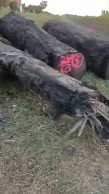 BOG Oak logs - riverwood - ancient - mooreiche