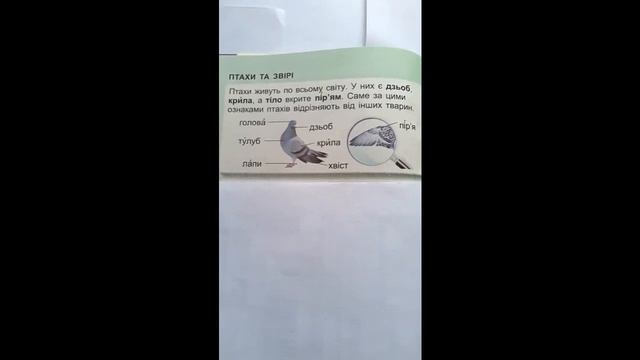 Тварини рідного краю. Я досліджую світ. Відео до уроків 1 клас.