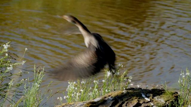 Bird Community Biodiversity Research Work Encounters