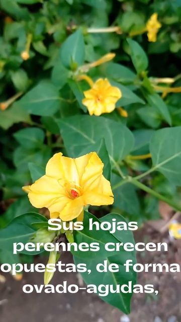 Don Diego De Noche, Espectacular Planta Que Abre Sus Flores Al Anochecer #shorts