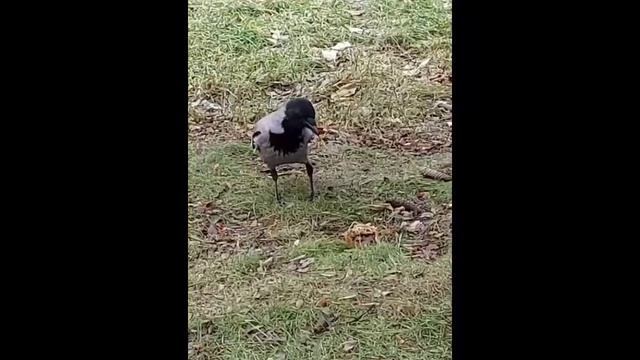 Ворона.mp4
