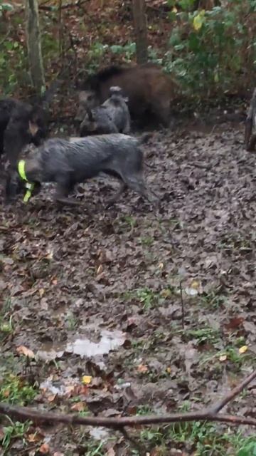 Chasse Sanglier Ferme 0644225924