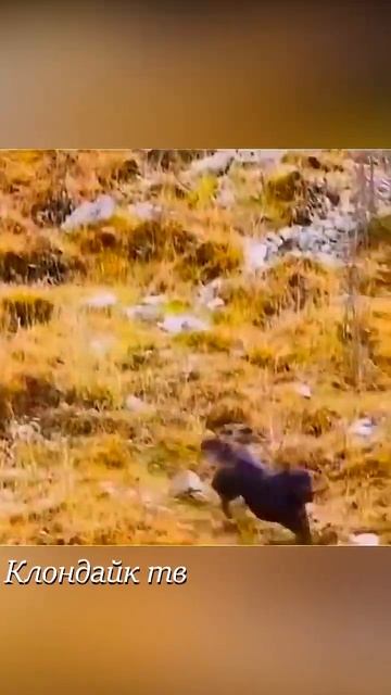 Снежный барс прогнал большую собаку.