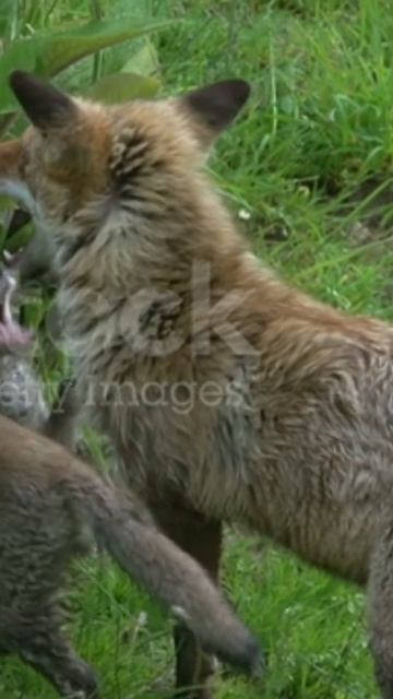 Red Fox #