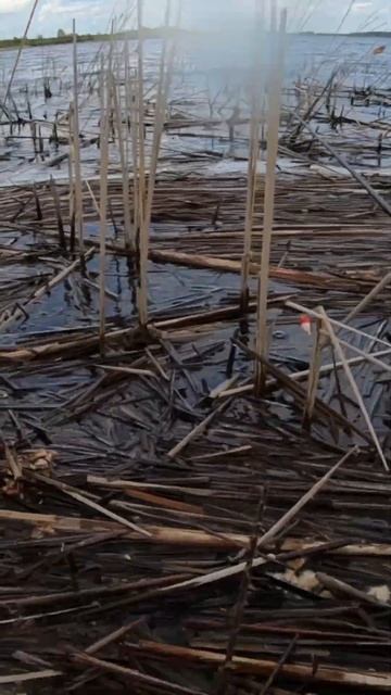 Крупный карась весной #рыбалка2024 #ribalka #shortvideo #fishing #карась #карась_весной #riba #rive