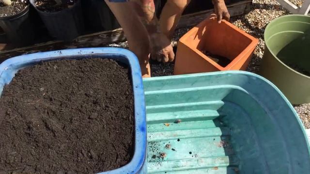 Repotting A Old Jade Plant