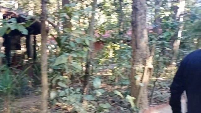 Индия. Отдых в чаще леса! Чуть не уписались от страха, увидели что-то в кустах!!!