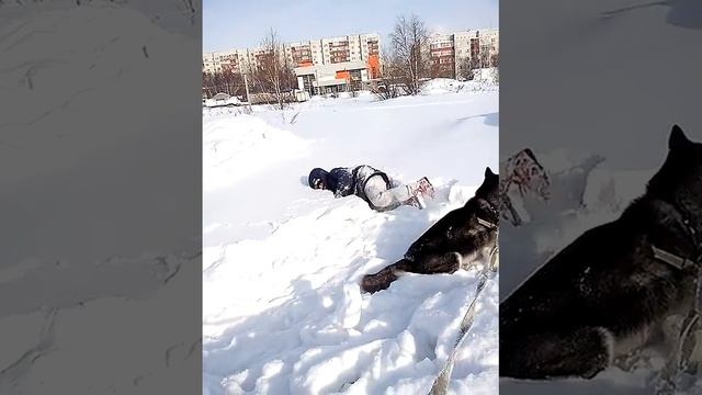 купание в снегу