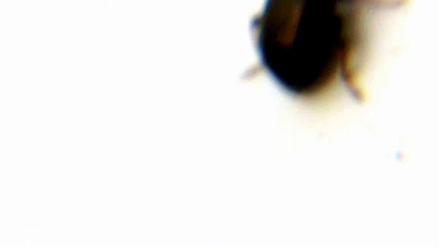 D8127de9b1d99777af654b50700ddb5e