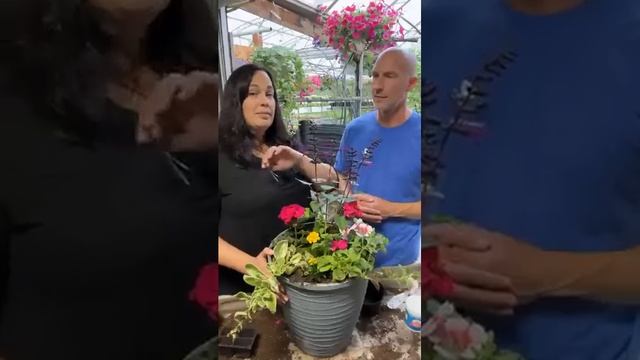 Planting Up Containers - Deciding What Flowers To Use - Live From The Greenhouse Series