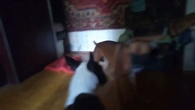 І так кожен день)) Собаки бійці!