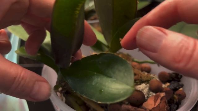 Идеальная простая пересадка и укрываем корни детки мхом! 🌸💕🔥