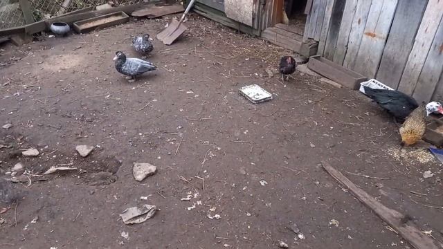Куры гуляют, на улице холодина